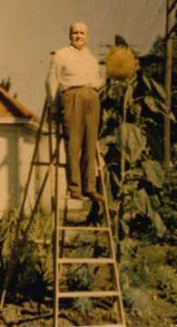 Joe Klein with sunflower he grew, c.1956.